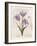 Antiquarian Blooms III Purple-Katie Pertiet-Framed Art Print