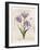 Antiquarian Blooms III Purple-Katie Pertiet-Framed Art Print