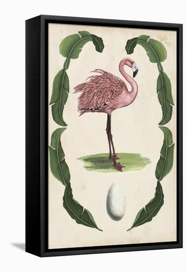 Antiquarian Menagerie - Flamingo I-Naomi McCavitt-Framed Stretched Canvas