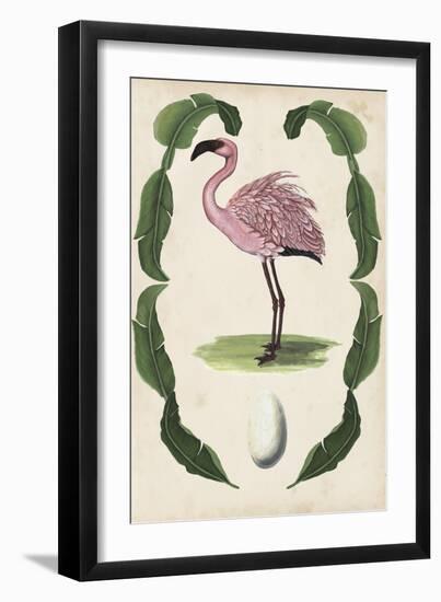 Antiquarian Menagerie - Flamingo II-Naomi McCavitt-Framed Art Print