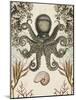 Antiquarian Menagerie - Octopus-Naomi McCavitt-Mounted Art Print