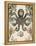 Antiquarian Menagerie - Octopus-Naomi McCavitt-Framed Stretched Canvas