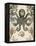 Antiquarian Menagerie - Octopus-Naomi McCavitt-Framed Stretched Canvas