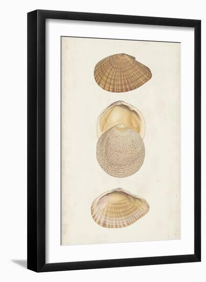 Antiquarian Shell Study I-Vision Studio-Framed Art Print