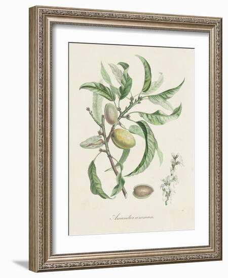 Antique Almond Botanical IV-de Langlois-Framed Art Print