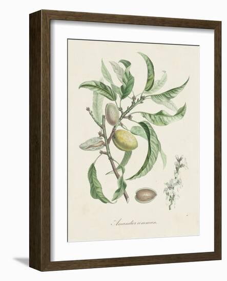 Antique Almond Botanical IV-de Langlois-Framed Art Print