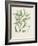 Antique Almond Botanical IV-de Langlois-Framed Art Print