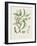 Antique Almond Botanical IV-de Langlois-Framed Art Print