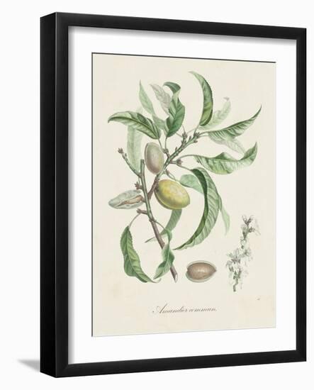 Antique Almond Botanical IV-de Langlois-Framed Art Print
