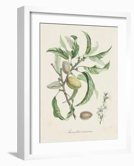 Antique Almond Botanical IV-de Langlois-Framed Art Print