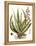 Antique Aloe I-null-Framed Stretched Canvas