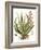 Antique Aloe I-null-Framed Art Print