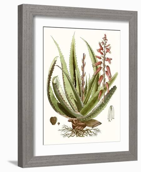 Antique Aloe I-null-Framed Art Print