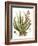 Antique Aloe I-null-Framed Art Print