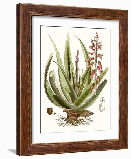 Antique Aloe I-null-Framed Art Print
