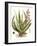 Antique Aloe I-null-Framed Art Print