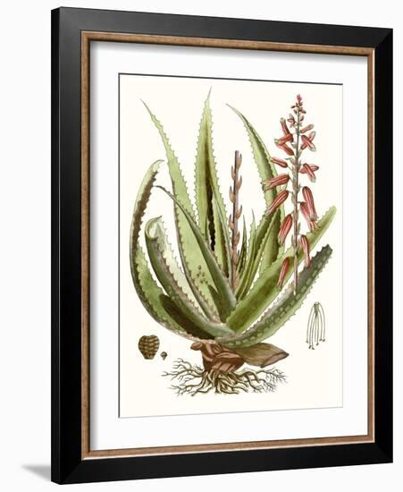 Antique Aloe I-null-Framed Art Print