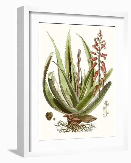 Antique Aloe I-null-Framed Art Print