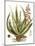 Antique Aloe I-null-Mounted Art Print