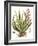 Antique Aloe I-null-Framed Art Print