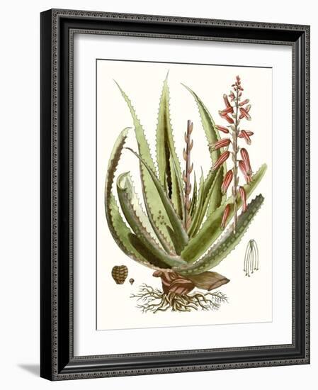 Antique Aloe I-null-Framed Art Print