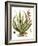 Antique Aloe I-null-Framed Art Print