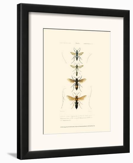 Antique Bees II-Blanchard-Framed Art Print