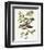 Antique Bird, Botanical & Egg II-0 Unknown-Framed Art Print