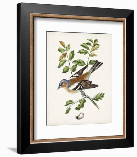 Antique Bird, Botanical & Egg II-0 Unknown-Framed Art Print