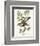 Antique Bird, Botanical & Egg II-0 Unknown-Framed Art Print