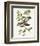 Antique Bird, Botanical & Egg II-0 Unknown-Framed Art Print