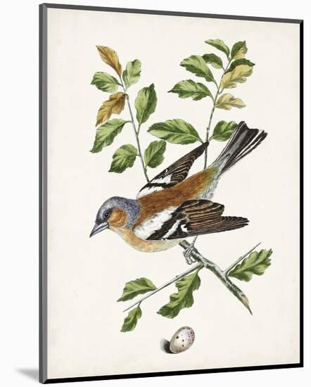 Antique Bird, Botanical & Egg II-0 Unknown-Mounted Art Print