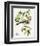 Antique Bird, Botanical & Egg III-0 Unknown-Framed Art Print