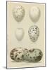 Antique Bird Egg Study II-Henry Seebohm-Mounted Art Print