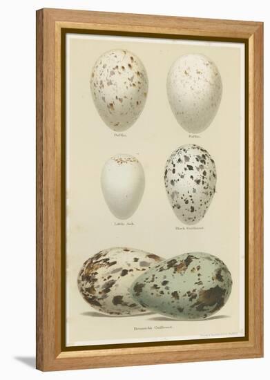 Antique Bird Egg Study II-Henry Seebohm-Framed Stretched Canvas