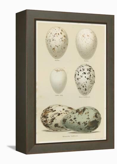 Antique Bird Egg Study II-Henry Seebohm-Framed Stretched Canvas