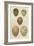 Antique Bird Egg Study IV-Henry Seebohm-Framed Art Print