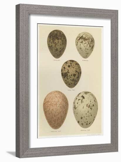 Antique Bird Egg Study IV-Henry Seebohm-Framed Art Print