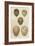 Antique Bird Egg Study IV-Henry Seebohm-Framed Art Print