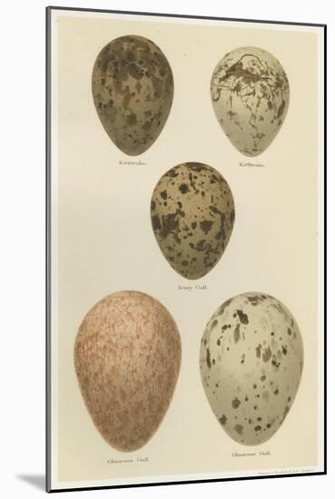 Antique Bird Egg Study IV-Henry Seebohm-Mounted Art Print