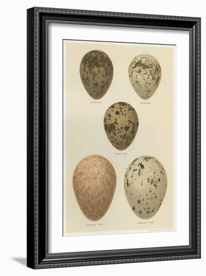 Antique Bird Egg Study IV-Henry Seebohm-Framed Art Print