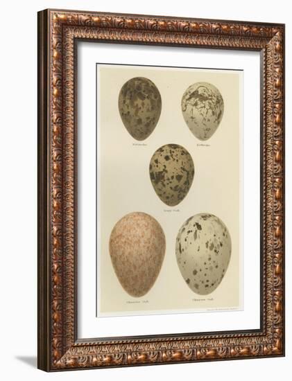 Antique Bird Egg Study IV-Henry Seebohm-Framed Premium Giclee Print