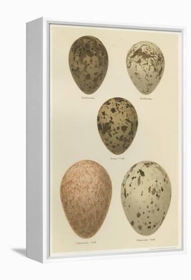 Antique Bird Egg Study IV-Henry Seebohm-Framed Stretched Canvas