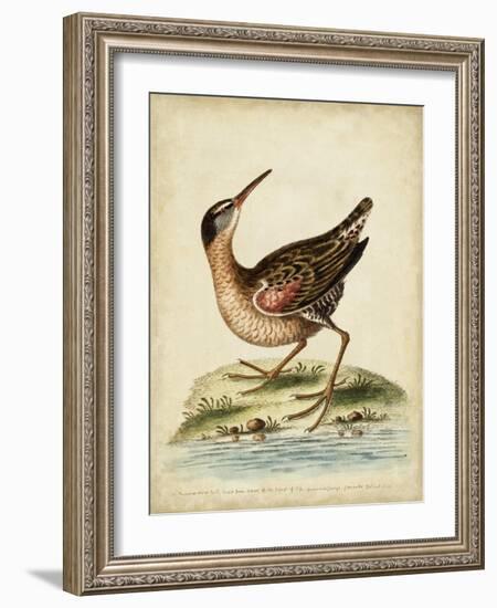 Antique Bird Menagerie IV-George Edwards-Framed Art Print