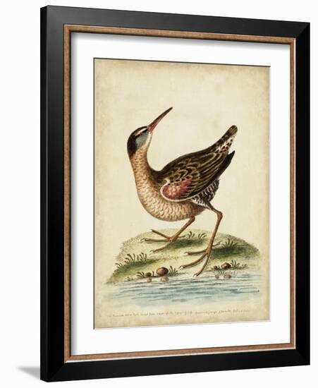 Antique Bird Menagerie IV-George Edwards-Framed Art Print