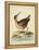 Antique Bird Menagerie IV-George Edwards-Framed Stretched Canvas