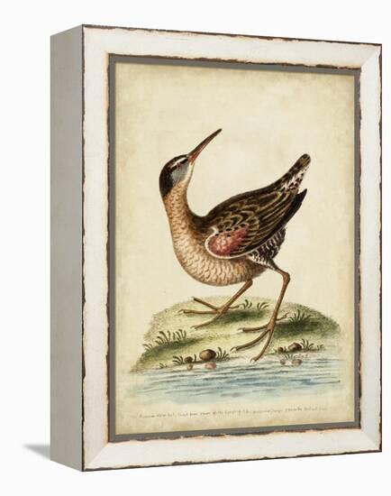 Antique Bird Menagerie IV-George Edwards-Framed Stretched Canvas