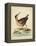 Antique Bird Menagerie IV-George Edwards-Framed Stretched Canvas