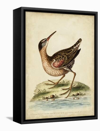 Antique Bird Menagerie IV-George Edwards-Framed Stretched Canvas