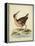 Antique Bird Menagerie IV-George Edwards-Framed Stretched Canvas